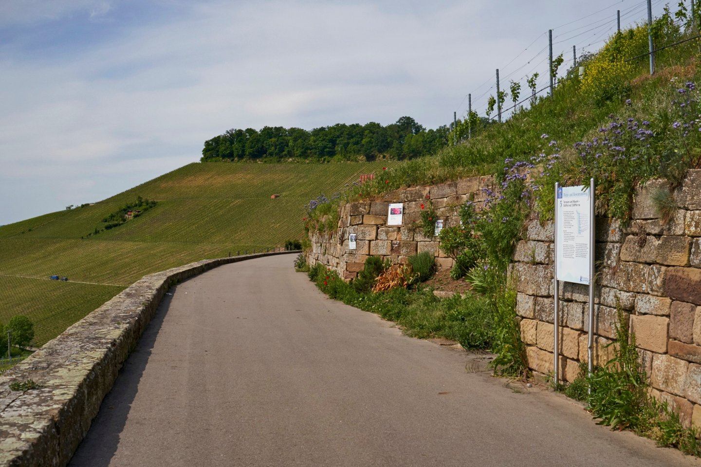 Wein- und Rosenrundweg