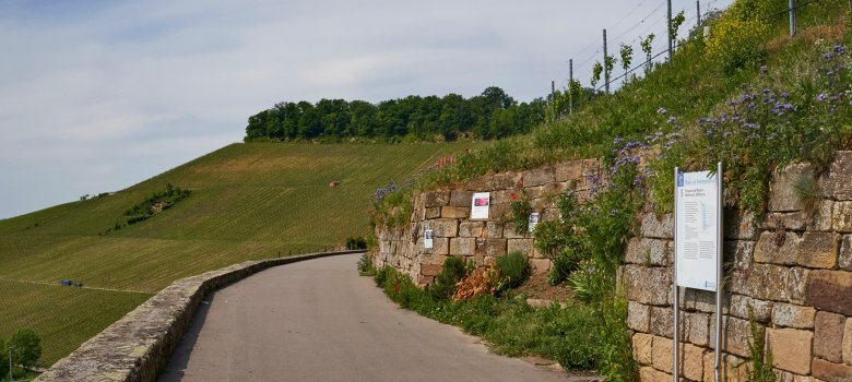 Wein- und Rosenrundweg