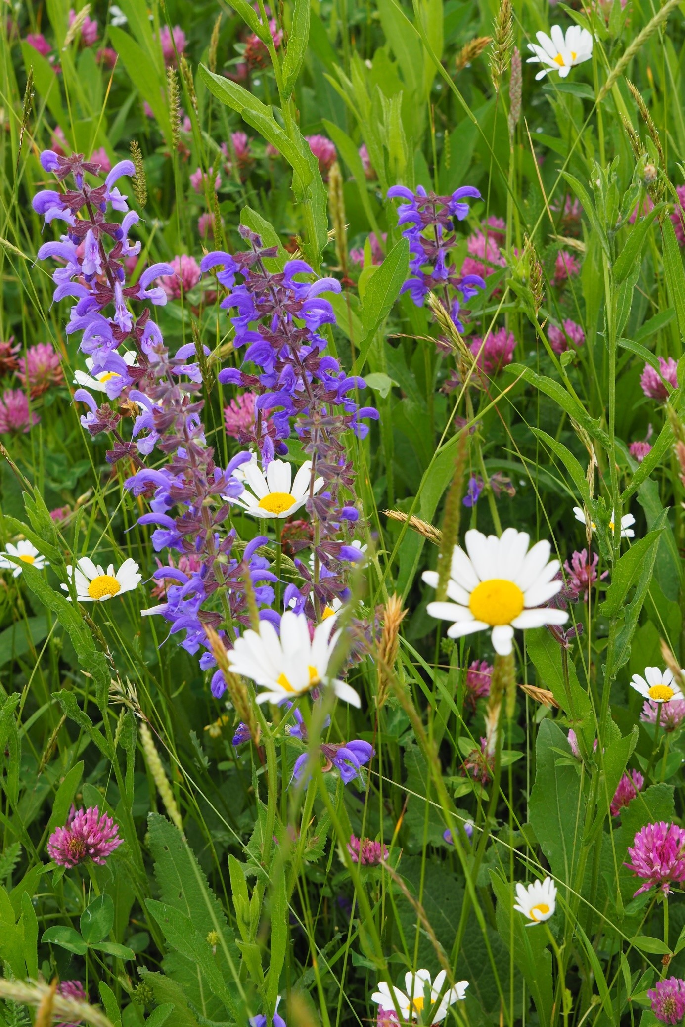 Blumenwiese Nahaufnahme