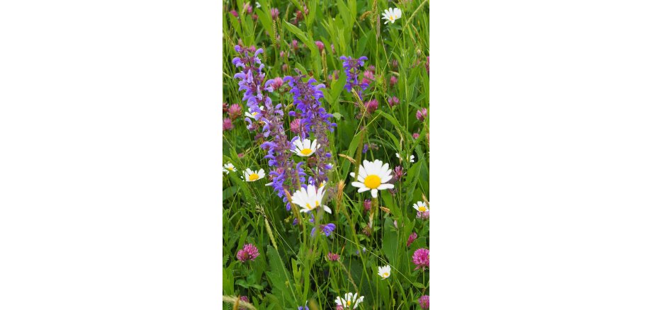 Blumenwiese Nahaufnahme
