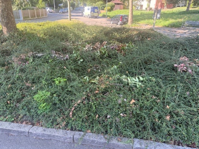 auf dem Bild sieht man Grünschnitt auf einer öffentlichen Fläche