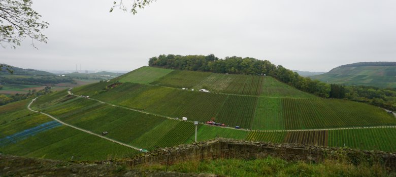 Im Vordergrund verläuft eine alte Steinmauer der Burgruine Weibertreu. Dahinter erstrecken sich weitläufige Weinberge mit zahlreichen parallel verlaufenden Rebzeilen, die sich über mehrere Hügel ziehen. Dazwischen führen schmale Wege durch die Weinberge, auf denen vereinzelt Fahrzeuge zu sehen sind. Auf dem Hügel in der Bildmitte steht eine Baumgruppe. Im Hintergrund sind weitere Hügel, Felder und bewaldete Flächen zu erkennen. Am oberen linken Bildrand ragen Äste eines Baumes ins Bild. Der Himmel ist von einer geschlossenen Wolkendecke bedeckt.