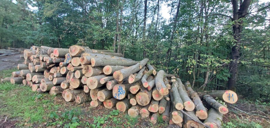 Brennholz- Lang an der Waldstraße wartet auf die Aufarbeitung für den Transport nach Hause