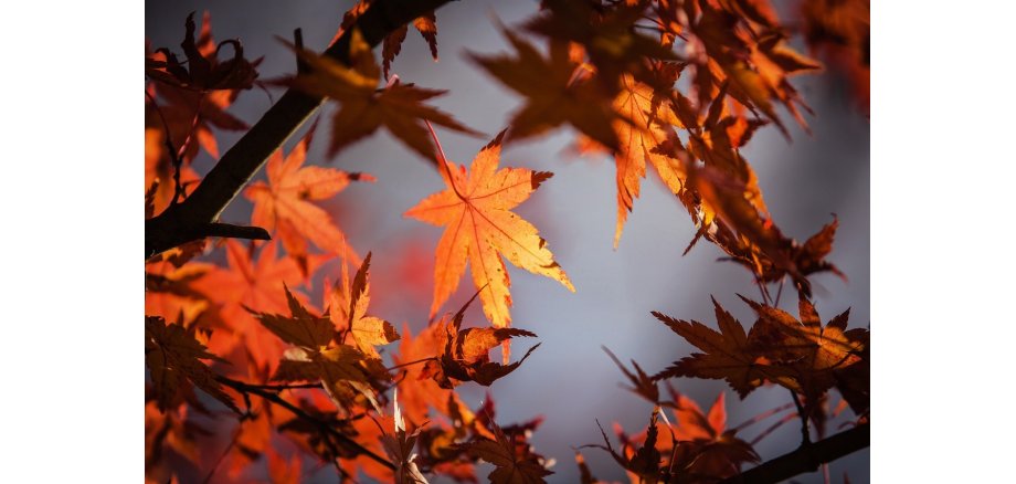 Ahornblätter in Herbstfarben