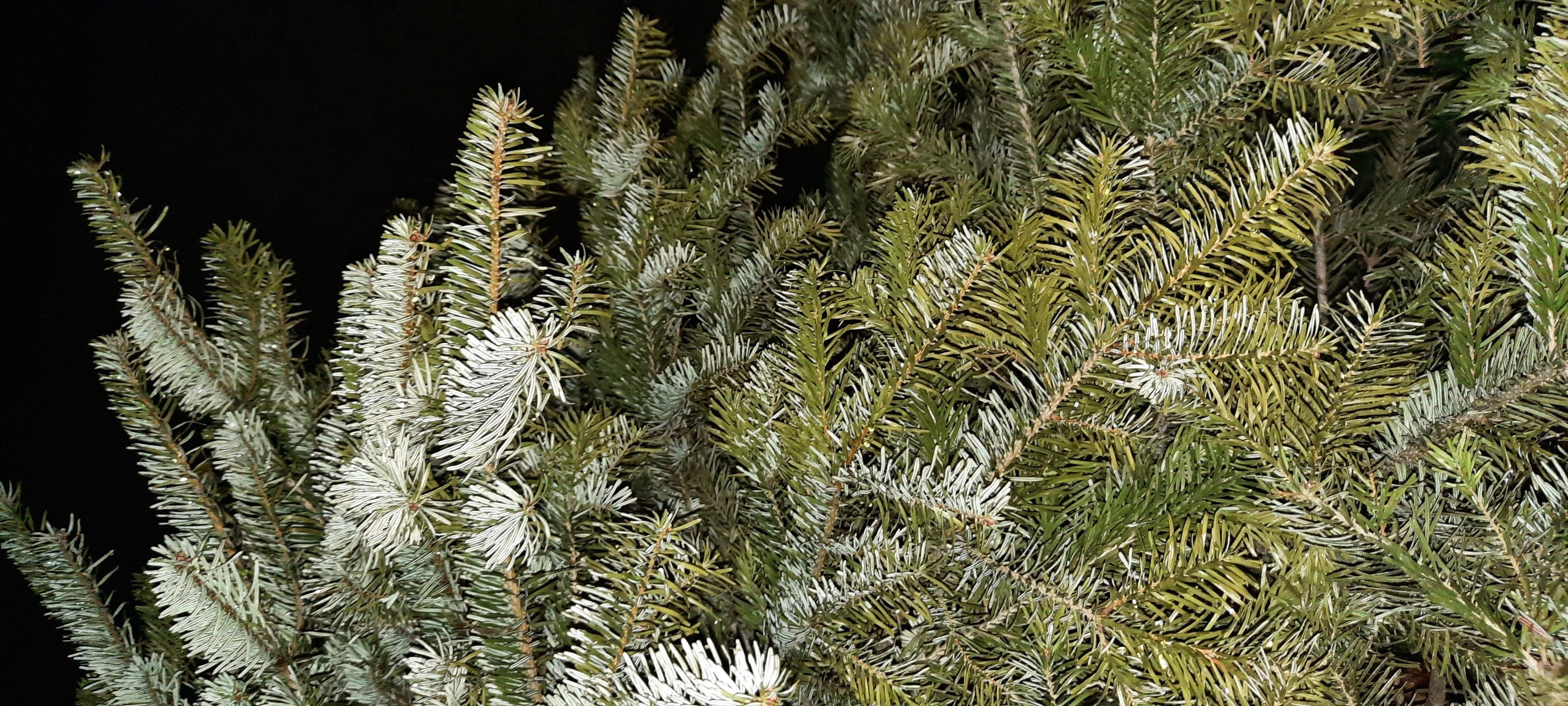 Detailaufnahme eines alten Weihnachtsbaum